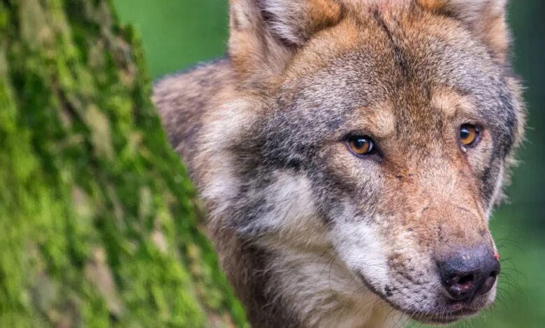 Almanya'da "Kurt Zirvesi" Vuralım mı Vurmayalım mı? 7 almanya kurt zirvesi