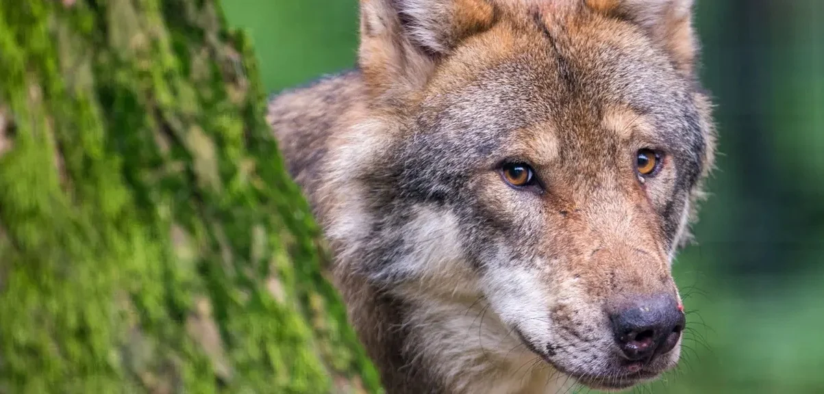 Almanya'da "Kurt Zirvesi" Vuralım mı Vurmayalım mı? 1 almanya kurt zirvesi