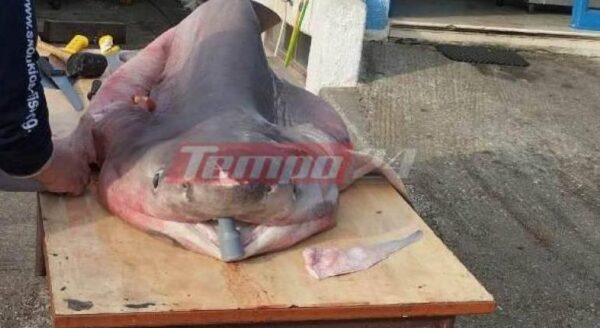 yunanistan8217da balik tutmaya gittiler ve uc metrelik bir kopekbaligi yakaladilar