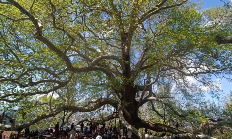 Türk Kültüründe Ağaçlar ve Türkler 1 Türk Kültüründe Ağaçlar