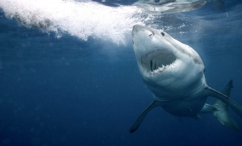 Köpekbalığı Saldırısında Ne Yapmalı?