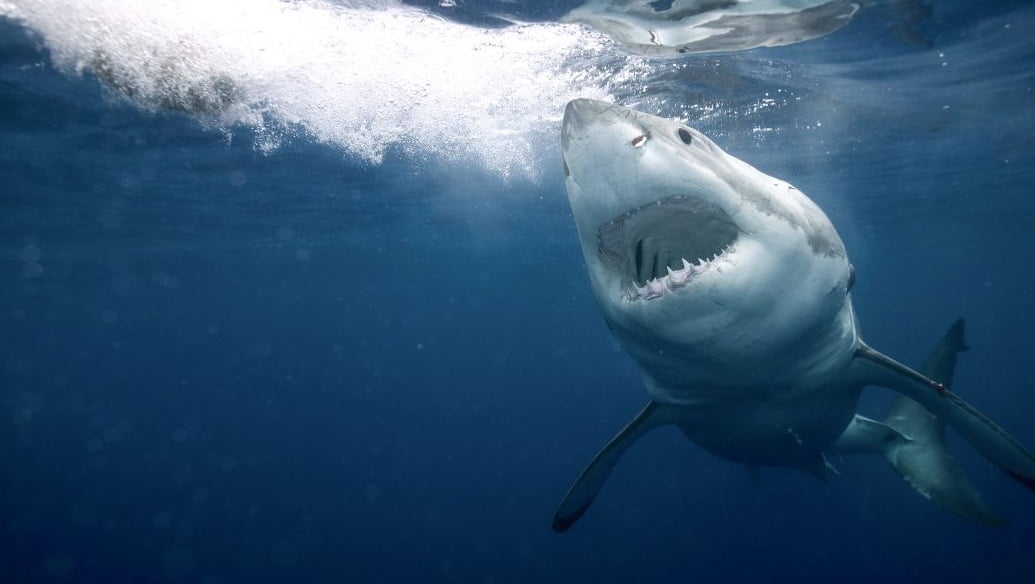 Köpekbalığı Saldırısında Ne Yapmalı?