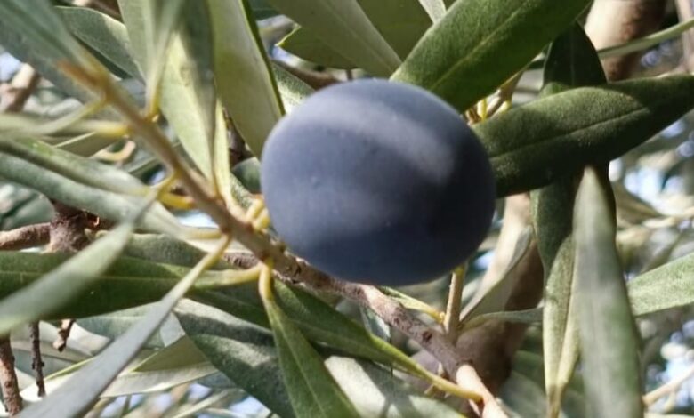 Mitolojide ve Kutsal Kitaplarda Zeytin Ağacı! 12 Zeytin Ağacı Neden Barışı Simgeler?