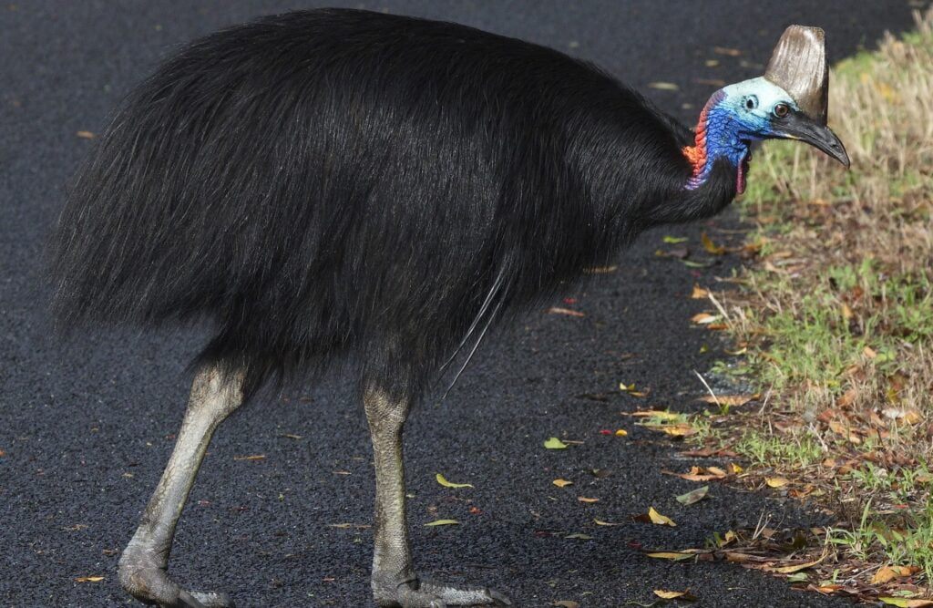 Cassowary