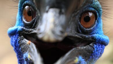 Cassowary: Dünyanın En Tehlikeli Kuşu