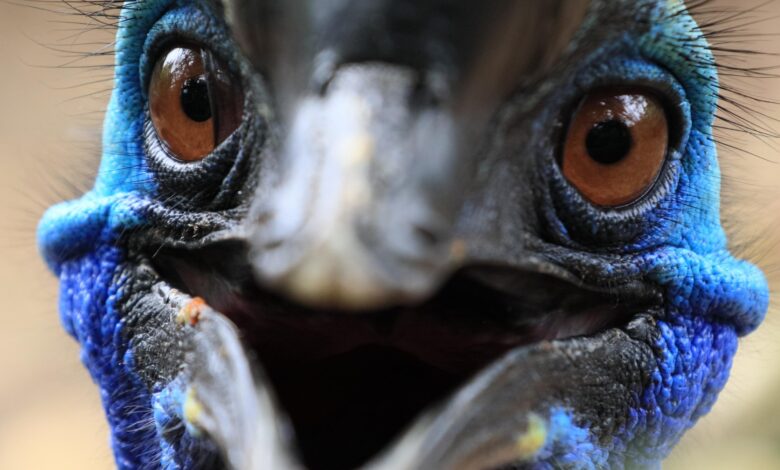 Cassowary: Dünyanın En Tehlikeli Kuşu 13 Cassowary: Dünyanın En Tehlikeli Kuşu