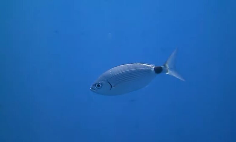 Günde 15 Yaralı! Tatil Cennetinde Çipura Şoku 12 Eyerli Çipura