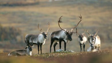 Norveç’te ren geyiği gerilimi! 9 Norveç'te aktivistler, ren geyiği yetiştirmesi engellenen yerliler için Norveç Kralı ile görüştü.