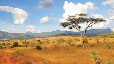 Dünya Bankası’ndan Kenya'ya 12 milyar dolarlık destek paketi 12 Dünya Bankası, Kenya’ya 12 milyar dolarlık destek sağlanacağını duyurdu.