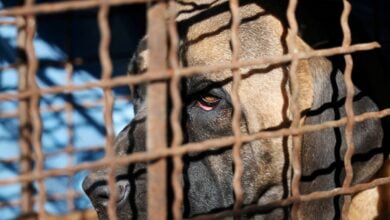 Güney Kore, 2027 yılına kadar köpek ticaretini yasaklayan yasa tasarısını kabul etti.