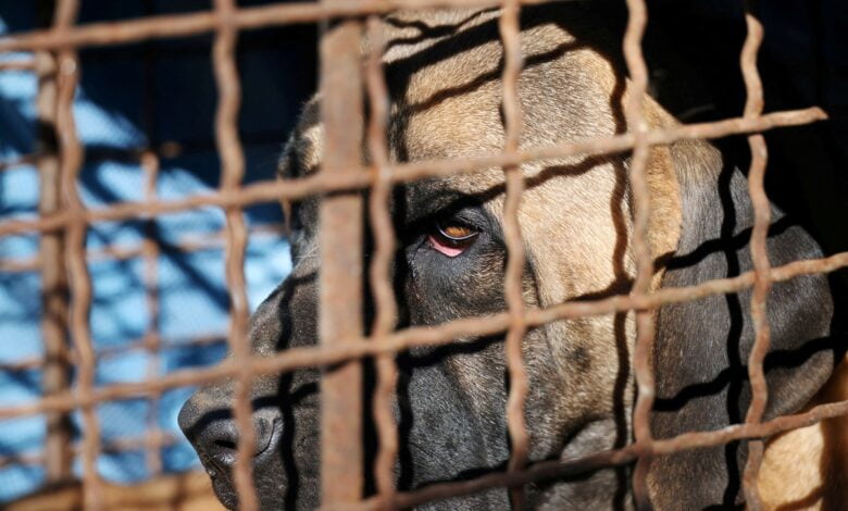 Güney Kore, 2027 yılına kadar köpek ticaretini yasaklayan yasa tasarısını kabul etti.
