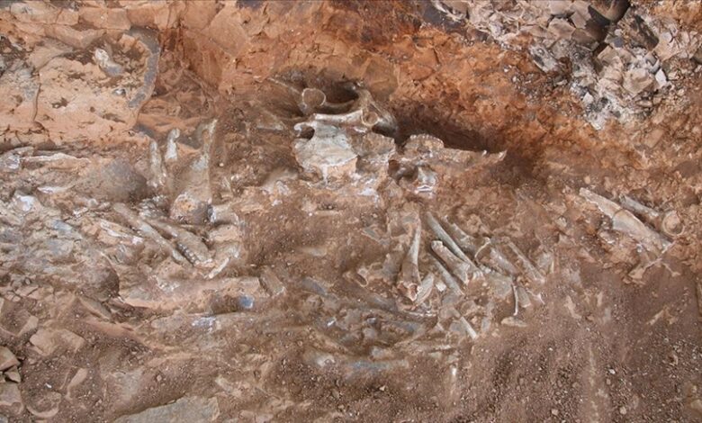 Bilim insanları 240 milyon yıl önceki Geç Triyas (Triassic) döneminden kalan ejderha fosili keşfetti.