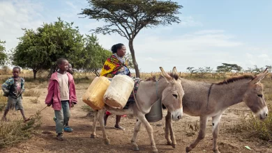 Afrika’da eşek derisi ticareti yasaklandı 9 Afrika Birliği, kıtada eşek popülasyonunun azalması sebebiyle eşek derisi ticaretine yasaklama getirdi.
