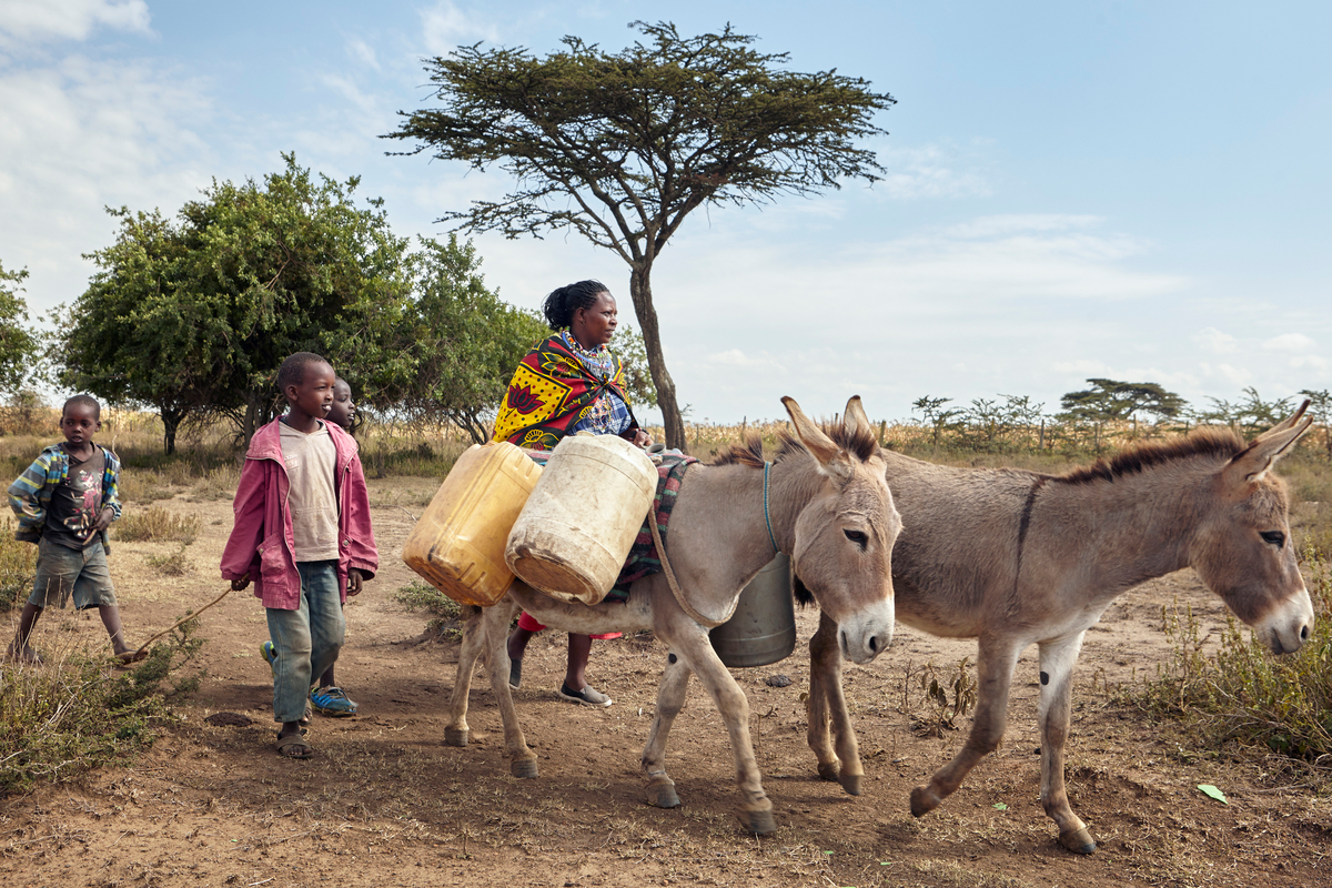 Afrika Birliği, kıtada eşek popülasyonunun azalması sebebiyle eşek derisi ticaretine yasaklama getirdi.