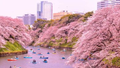 Japonya: Kiraz çiçekleri de küresel ısınmadan etkilendi