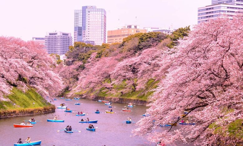 Japonya: Kiraz çiçekleri de küresel ısınmadan etkilendi 2 Japonya: Kiraz çiçekleri de küresel ısınmadan etkilendi
