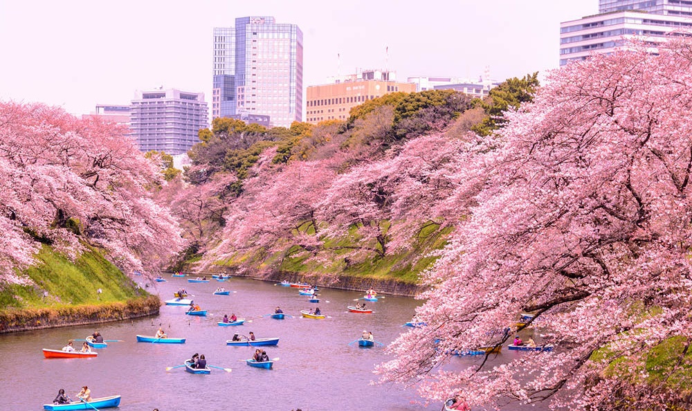 Japonya: Kiraz çiçekleri de küresel ısınmadan etkilendi