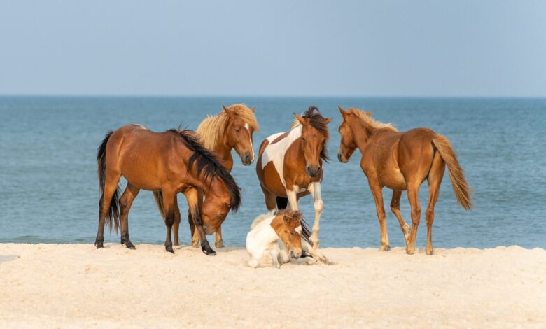 Assateague Adası: Yüzen vahşi atların adası 1 Assateague Adası: Yüzen vahşi atların adası