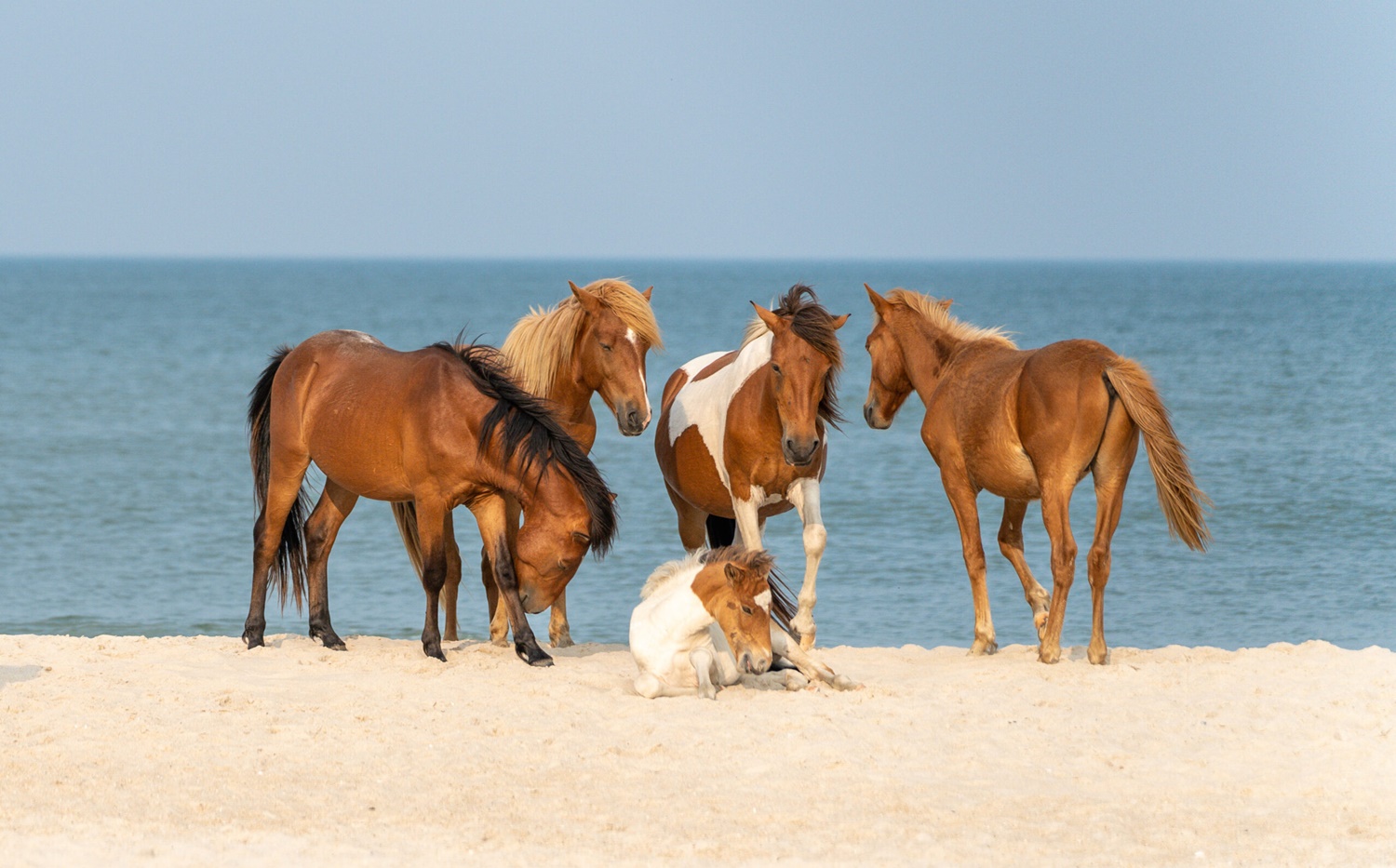 Assateague Adası: Yüzen vahşi atların adası