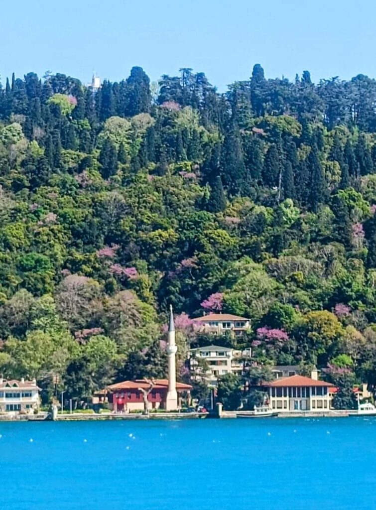 Doğanın İstanbul'a Hediyesi; Erguvan Ağacı! 8 Doğanın İstanbul'a Hediyesi; Erguvan Ağacı!