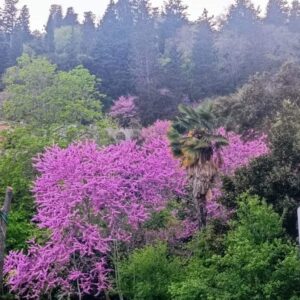 Doğanın İstanbul'a Hediyesi; Erguvan Ağacı!