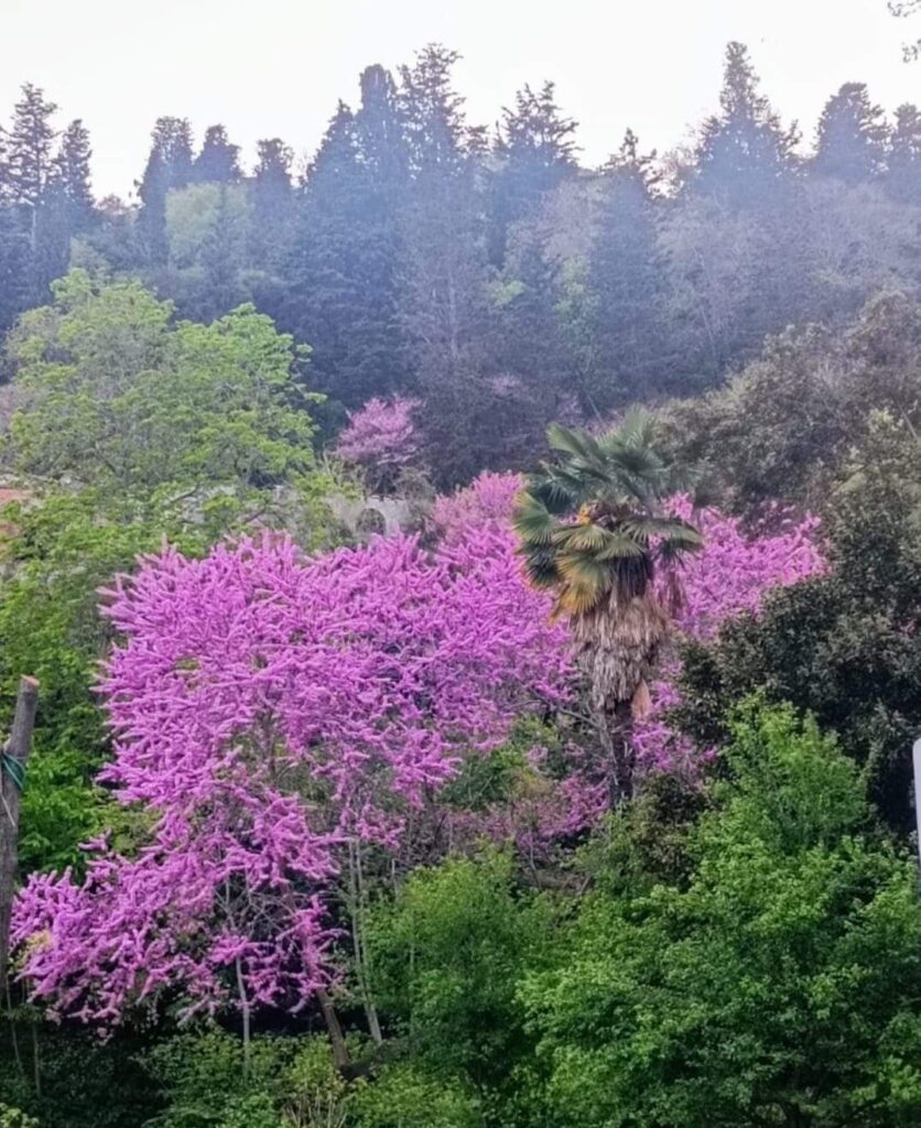 Doğanın İstanbul'a Hediyesi; Erguvan Ağacı! 5 istanbul erguvan3