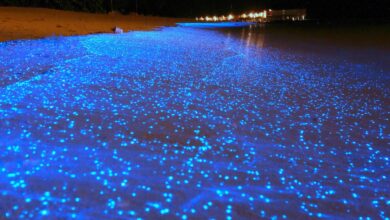 Maldivler Yıldızlar Denizi