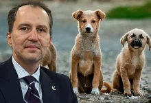 Fatih Erbakan'dan 'sokak köpekleri' tepkisi: Öldürmek yerine en güzel şartlarda yaşatalım...
