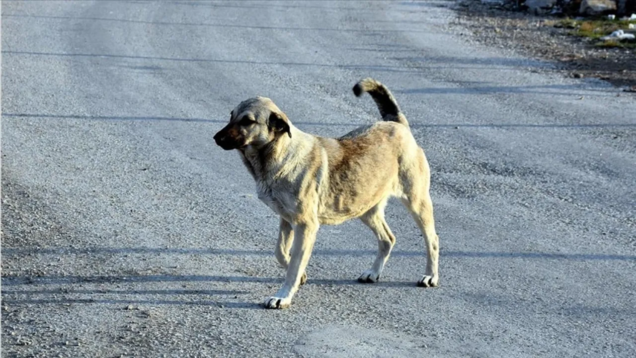 sokak kopegi