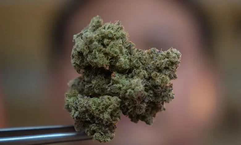 İki sene önce esrar yetiştirmeyi serbest bırakan Tayland aldığı bu kararı değiştirmeyi planlıyor.