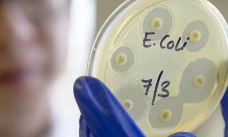 İngiltere'de koli basili salgını olduğu ve yıl sonunda vakaların 1500'e ulaşacağı tahmin ediliyor.