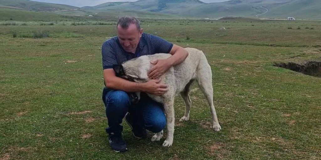 Sokak Hayvanları Yasası ve Hayvan Kültürümüz! 11 cats