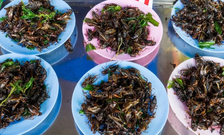 Singapur'da çekirge, cırcır böceği ve süper solucanların bulunduğu 16 böcek türü yiyecek olarak onaylandı.