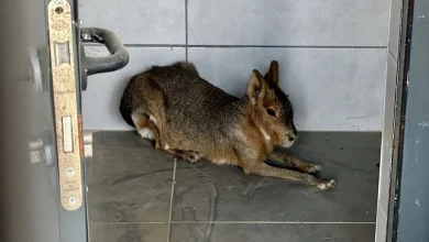 Patagonya marası nedir? 14 patagonya marasi nedir