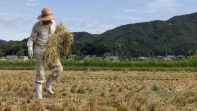 Japonya’da pirinç krizi 7 japonyada pirinc krizi