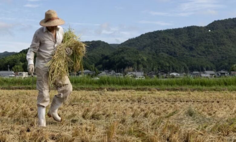 japonyada pirinc krizi