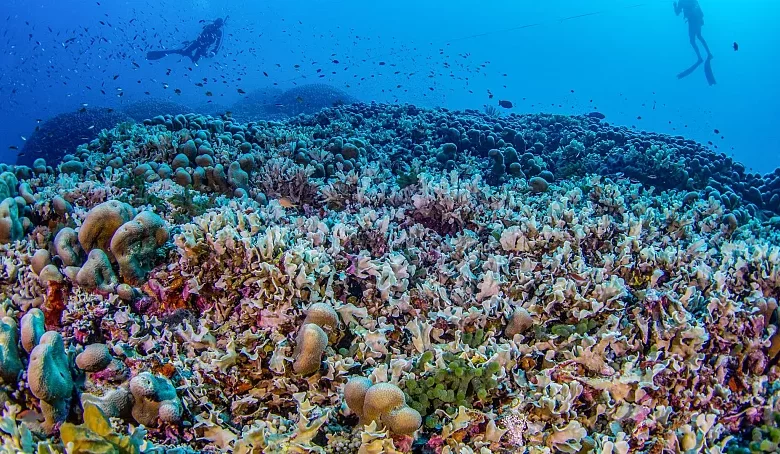 pasifik okyanusunda tarihi kesif