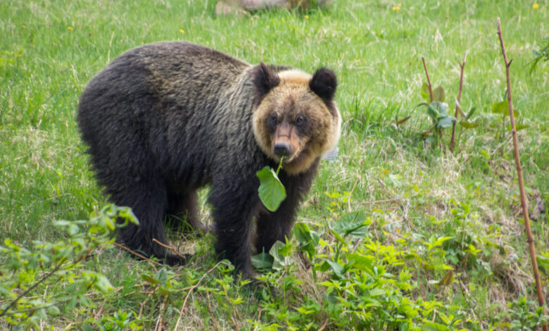 Yerleşim bölgelerine yönelen ayılar için Japonya, avcılara acil durumlarda ateş etme yetkisi verecek.
