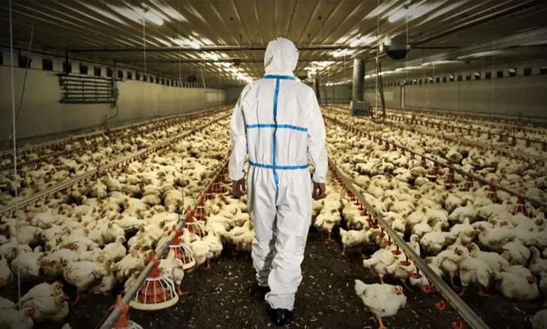 Bulgaristan’ın Asenovgrad kentindeki bir çiftlikte kuş gribi tespit edilmesi üzerine 80 bin tavuğun itlaf edileceği açıklandı.