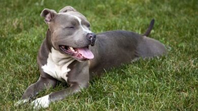 ABD Tennessee'de yaşanan ilginç olayda, bir adam köpeğinin patisinin tetiğe takılması sonucu vurularak yaralandı.