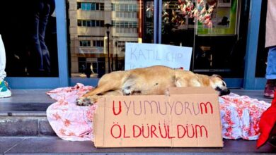 CHP Genel Başkanı Özgür Özel'in açıklamalarına karşın sokak köpeklerini toplayan Çankaya Belediyesi, bir patili canın ölümüne neden oldu