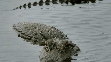 ABD’nin Florida eyaletinde 20 kişilik bir kano grubuna dev bir timsah saldırdı. 64 yaşındaki Christiane Salvador ağır yaralandı.