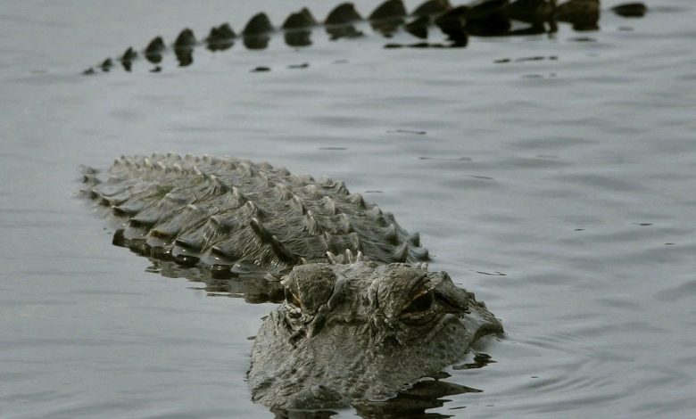 ABD’nin Florida eyaletinde 20 kişilik bir kano grubuna dev bir timsah saldırdı. 64 yaşındaki Christiane Salvador ağır yaralandı.