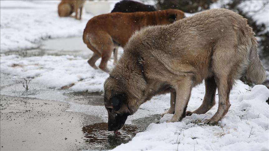 İstanbul Valiliği’nden sokak köpekleri için toplama talimatı