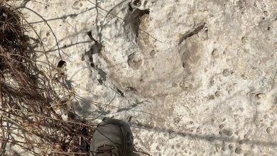 ABD’nin Teksas eyaletinde şiddetli yağış ve sellerin ardından toprak altında kalan yaklaşık 115 milyon yıllık dinozor ayak izleri gün yüzüne çıktı.