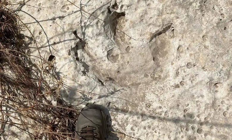 Teksas’ta 115 milyon yıllık dinozor ayak izleri ortaya çıktı 10 ABD’nin Teksas eyaletinde şiddetli yağış ve sellerin ardından toprak altında kalan yaklaşık 115 milyon yıllık dinozor ayak izleri gün yüzüne çıktı.