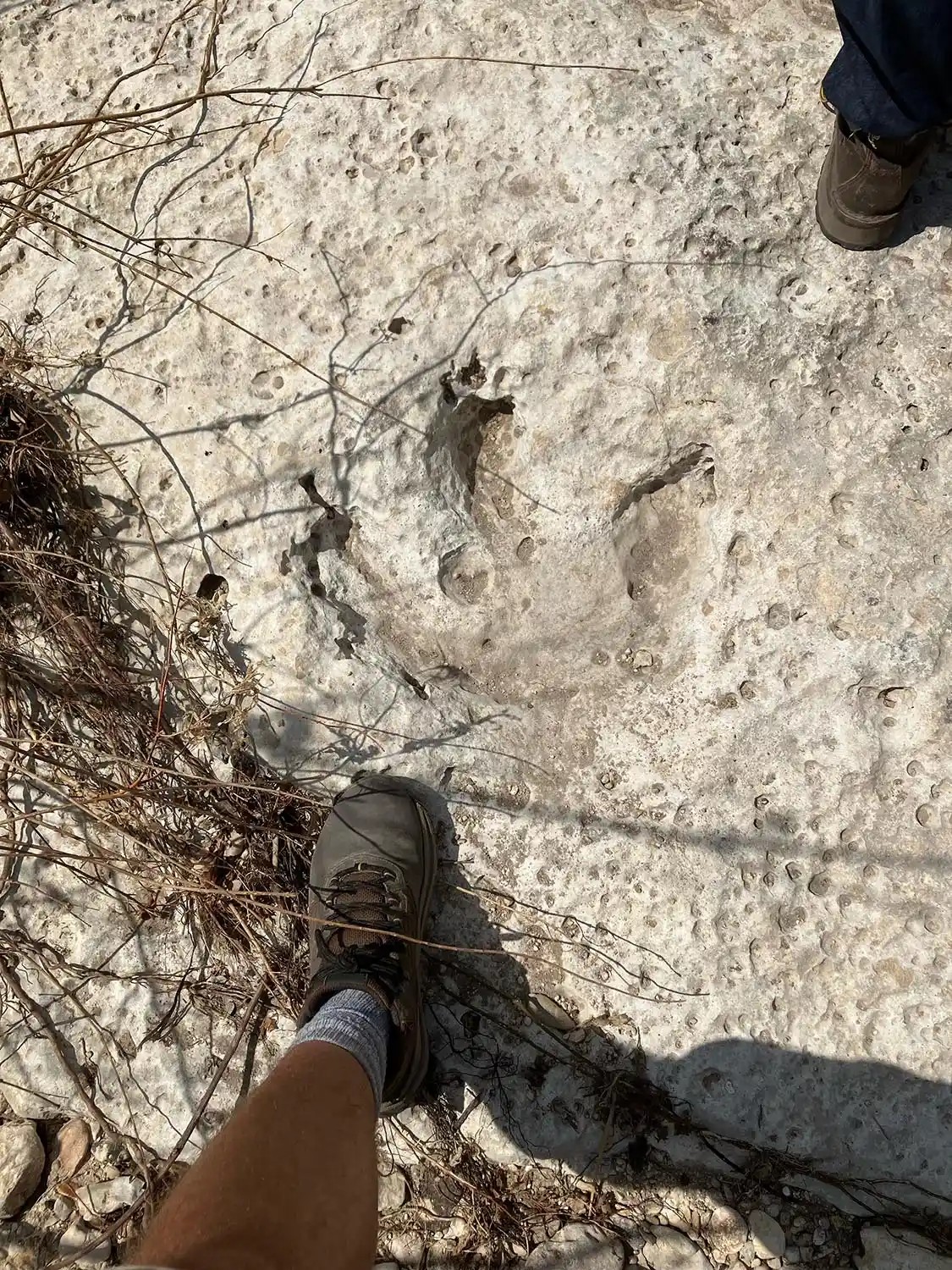 ABD’nin Teksas eyaletinde şiddetli yağış ve sellerin ardından toprak altında kalan yaklaşık 115 milyon yıllık dinozor ayak izleri gün yüzüne çıktı.