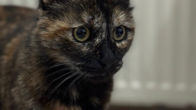 Cezve için emsal karar 12 Cezve isimli kediyi işkence ederek öldüren Burak Alan'a 3 yıl 8 ay hapis cezası verildi. Bu, şu ana kadar hayvan katillerine verilen ceza oldu