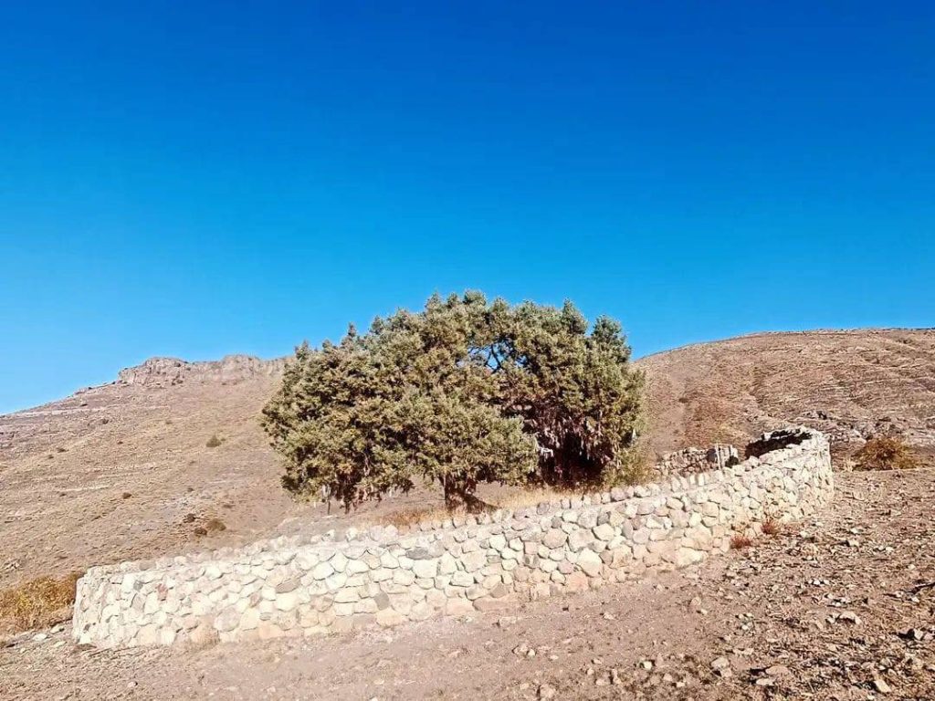 Bayburt ve Bayburt'un gururu bir müze, Baksı Müzesi! 9 Dilek Ağacı, Huykesen.