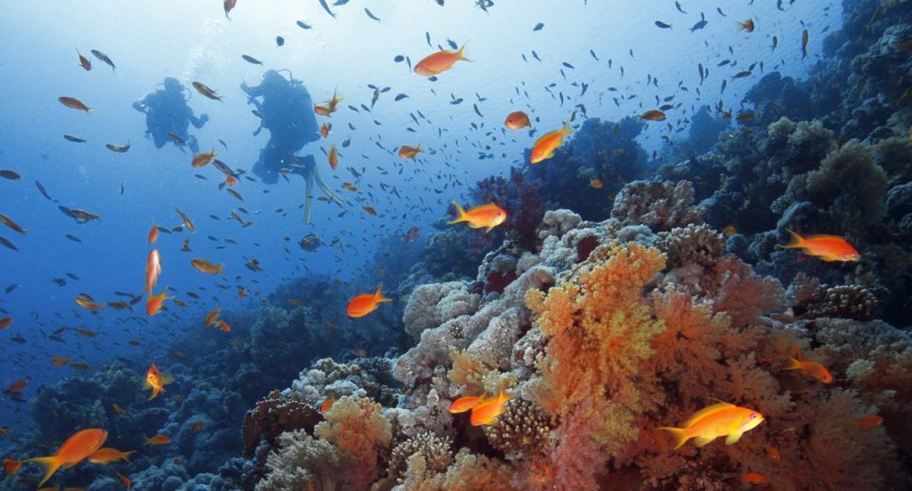 sharm el sheikh dalis